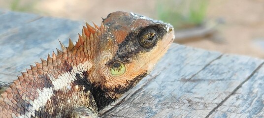 A close-up photograph of a lizard or Tree Lizard on a wooden surface, showing detailed scales and...