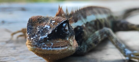A close-up photograph of a lizard or Tree Lizard on a wooden surface, showing detailed scales and...
