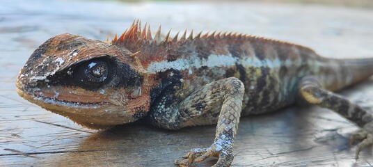 A close-up photograph of a lizard or Tree Lizard on a wooden surface, showing detailed scales and dorsal spines. A naturally colored chameleon is sitting on a wooden surface, showing the details of it
