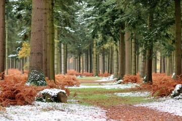 Snowy forest path lined with tall trees and autumnal foliage