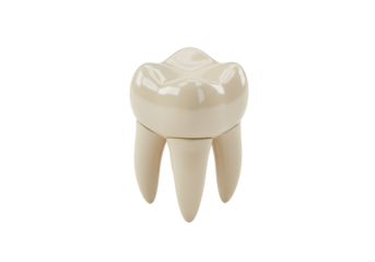 Isolated molar tooth, dental model for patient education or dentistry information concept