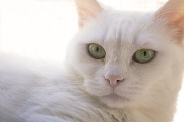Portrait of a white cat with green eyes