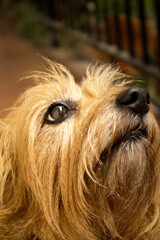 Portrait of a small brown dog