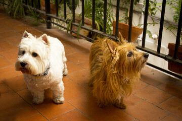 Portrait of two dogs, one white and one brown