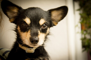 Portrait of a black non pedigree dog