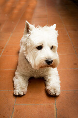 West Highland White Terrier dog portrait