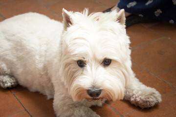 West Highland White Terrier dog portrait