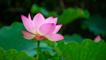Obraz premium Pink lotus flower in bloom