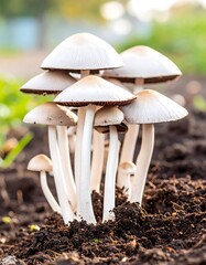 Close-up view of numerous delicate white mushrooms emerging from dark rich soil.