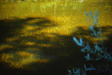 Close-up of a green willow branch with narrow leaves on a blurred golden water background. Natural summer scene with calm and peaceful atmosphere.