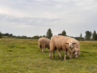 Serene Flock of Sheep Grazing in a Lush Green Field Under Moody Skies