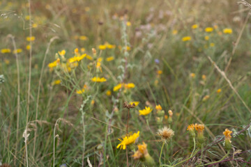 Wild flowers meadow summer yellow green ecology rare plants outdoors sand dunes