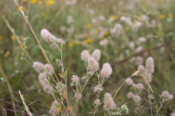 Wild flowers meadow summer yellow green ecology rare plants outdoors sand dunes