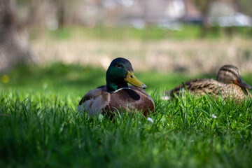 Mallard Ducks Relaxing Peacefully in a Sunlit Park During a Tranquil Spring Afternoon
