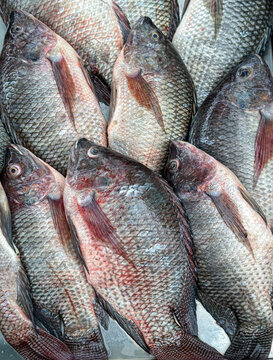 Fresh Tilapia sales at the local market(Oreochromis niloticus), Imge from mobile phone