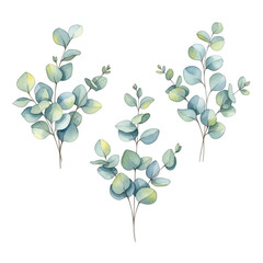 Obraz premium Eucalyptus sprigs isolated on transparent background