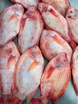 Fresh Red Tilapia sales at the local market(Oreochromis niloticus), Imge from mobile phone