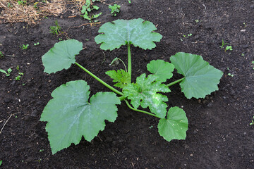 Zucchini Plant isolated growing in Garden