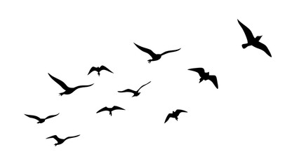 Diverse flock of birds in flight flying silhouette