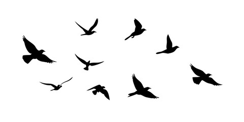 Flock of Birds in Flight and Perched flying sitting