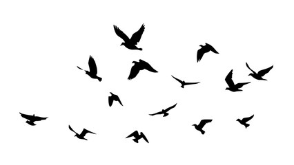 Flock of Birds in Flight flying nature