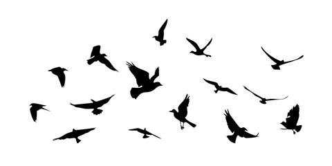 Flock of birds in flight flying silhouette