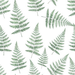 Obraz premium Green fern fronds isolated on transparent background