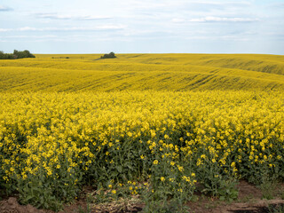 Vibrant Yellow Flower Fields Flourish Under a Clear Summer Sky, Showcasing Nature&rsquo;s Artistic Palette