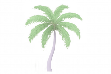 Photorealistic 3d-rendered palm tree standing solo against transparent backdrop, ideal for tropical design and travel graphics
