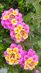 ertical close-up of pink and yellow Lantana camara flower, suitable for notebook covers, seed packaging, gift wrap, and decorative prints.