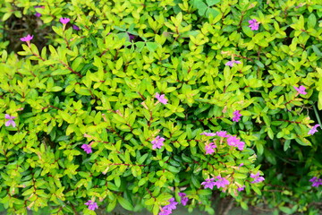 Pink flower blooming in a ceramic pot with leafy background