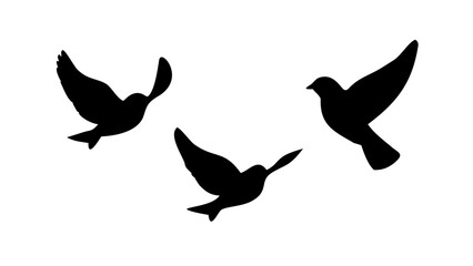 Majestic Eagle Soaring bird flight © RABBI