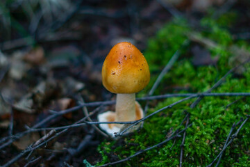 Golden mushroom amidst forest foliage