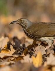 Fototapeta premium Close-up of a speckled brown and gray bird foraging amidst fallen autumn leaves.