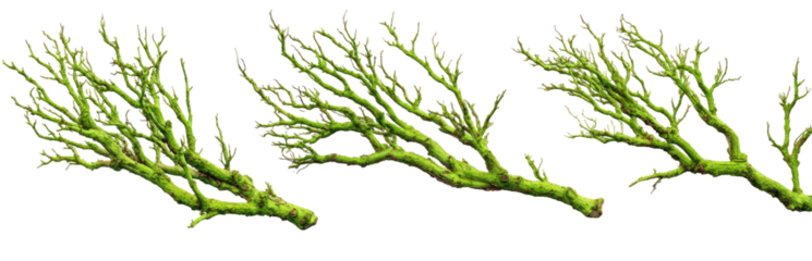 Multiple branching, bright green plant sprigs