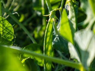 Lush Green Pea Pods Thrive Under the Warm Sunlight in a Vibrant Spring Garden