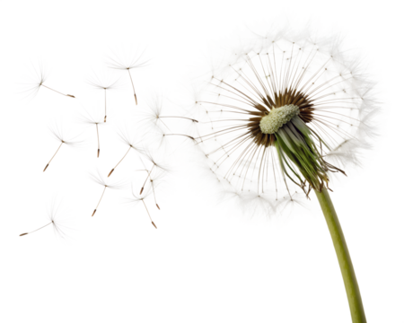 Dandelion Seeds Blowing in the Wind: A Symbol of Wishes and Freedom