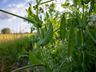 Obraz premium Fresh Green Peas Thrive in a Lush Rural Field Under the Warm Glow of Golden Hour Light