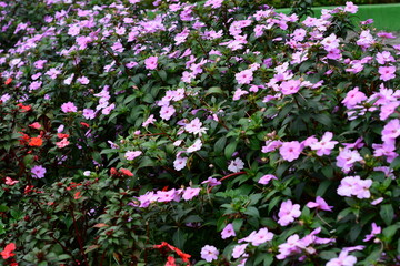 White flower with slender stem and wide leaf base