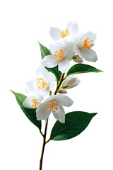 Obraz premium Close-up of jasmine flowers and leaves