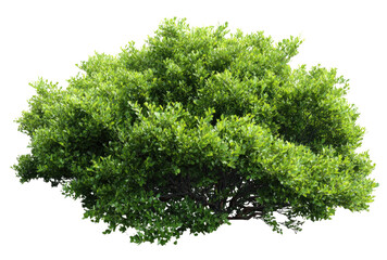 Obraz premium Lush green shrub, densely packed foliage (1)