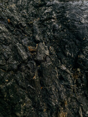 Bark texture background pattern crack old brown for graphic design.