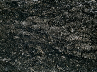 Bark texture background pattern crack old brown for graphic design.