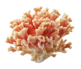 Close-up of a coral specimen. A delicate, coral-like structure, branching, and radiating outward, in a soft peach and salmon color