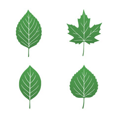 Fototapeta premium Four different gradient green leaves on white background