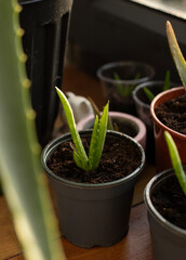 plants in a pots, small aloe vera 
