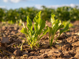 Fresh Greens Thrive Under the Sun Showcasing Vibrant Agriculture and the Promise of Bountiful Harvests