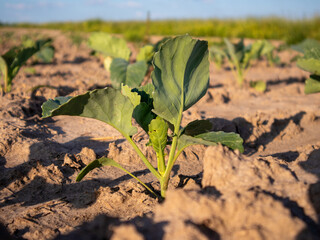 Sun-drenched Young Cabbage Plant Thriving in a Vibrant Agricultural Field During the Growing Season