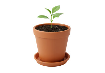 Isolated seedling in clay pot small plant leaves dirt growth growing flora botany studio