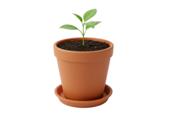 Isolated seedling in clay pot small plant leaves dirt growth growing flora botany studio